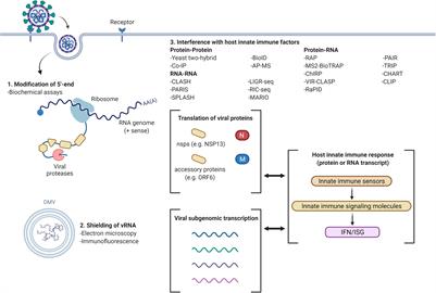 Uncovering Novel Viral Innate Immune Evasion Strategies: What Has SARS-CoV-2 Taught Us?